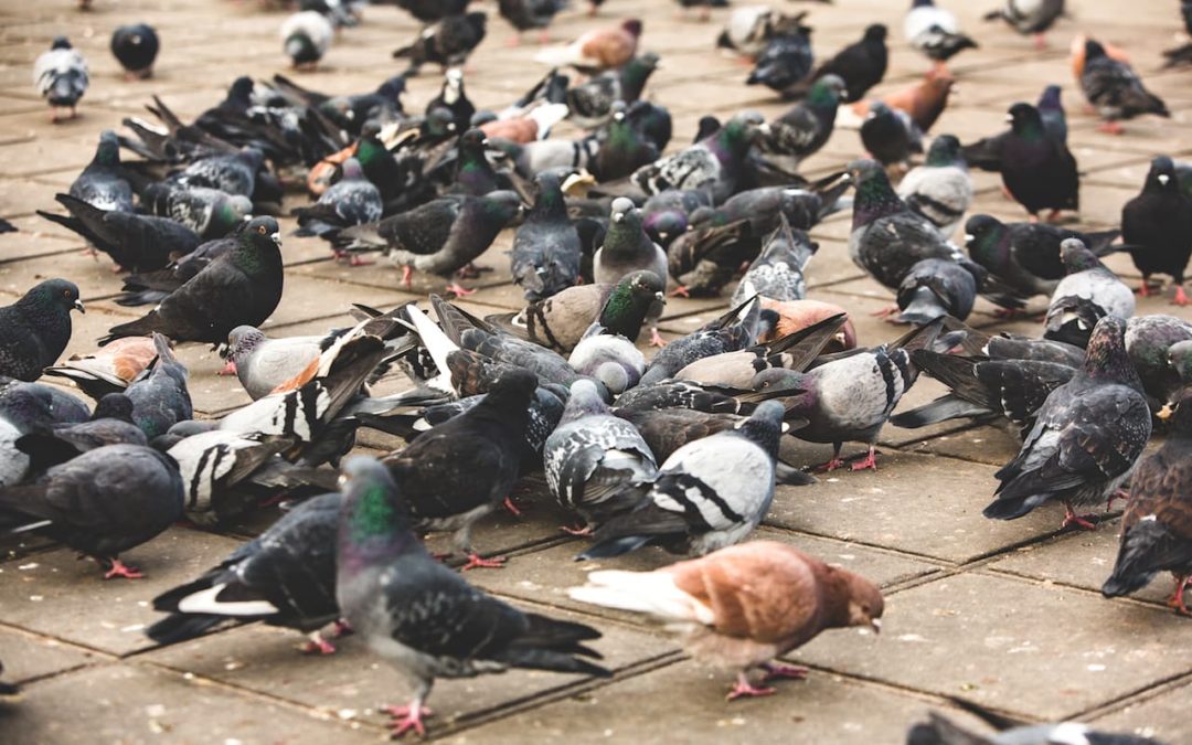 Controle de pombos